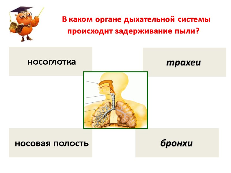 В каком органе дыхательной системы происходит задерживание пыли?  носовая полость  носоглотка 